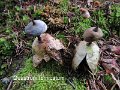 Geastrum fornicatum-amf833